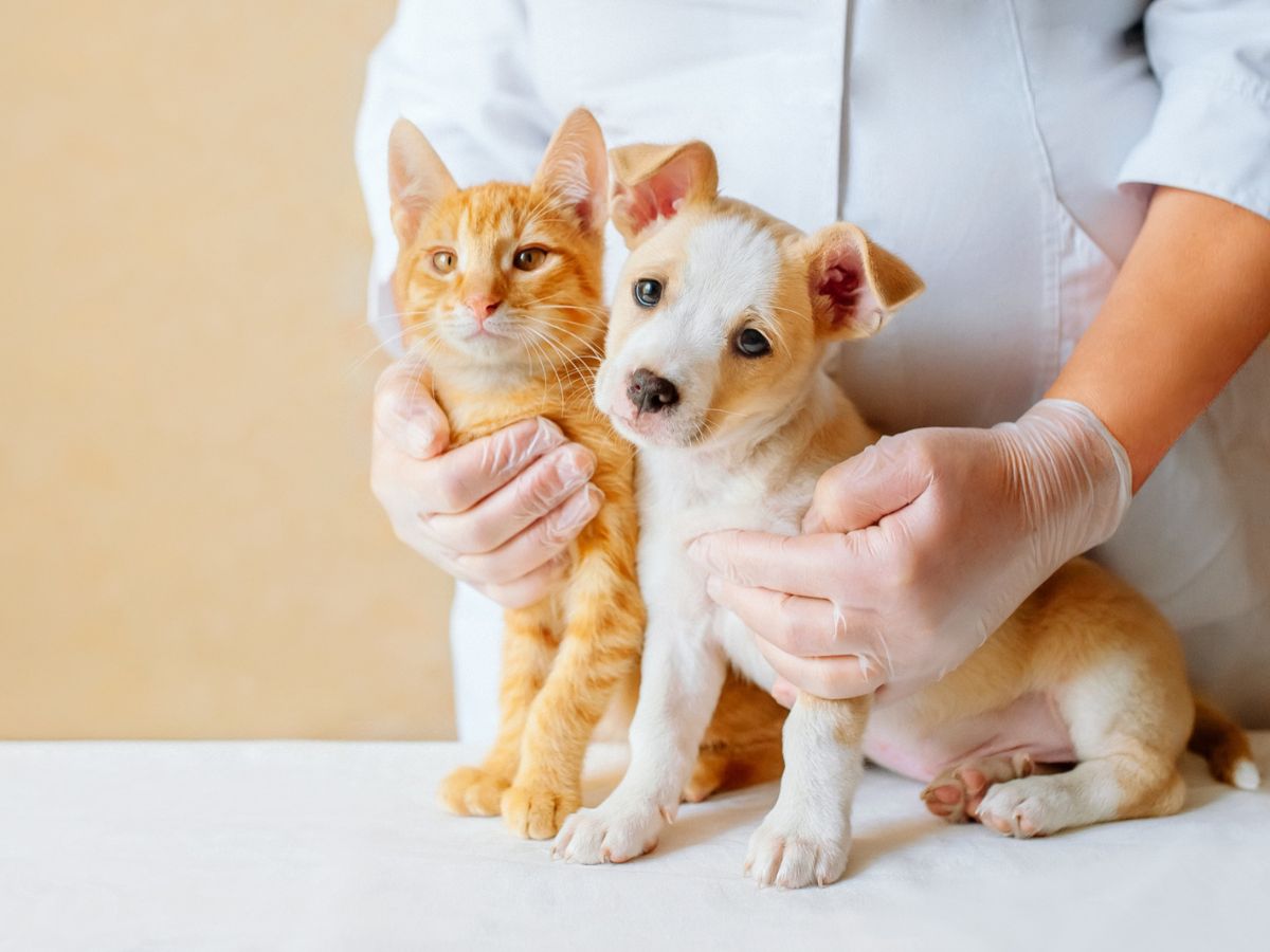 Compassionate Veterinary Care in Glendale, AZ: Your Trusted Partner in Pet Health